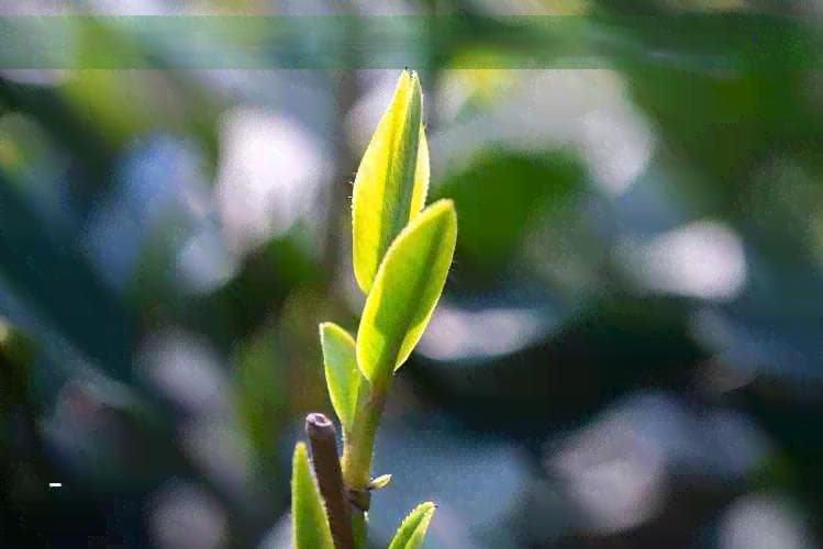 什么茶的嘌呤高：详细解析各种茶的嘌呤含量，帮助您选择合适的茶饮