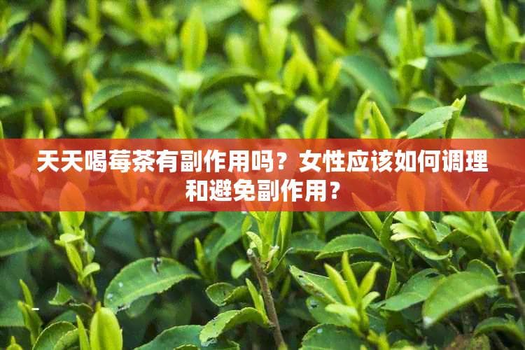 天天喝莓茶有副作用吗？女性应该如何调理和避免副作用？