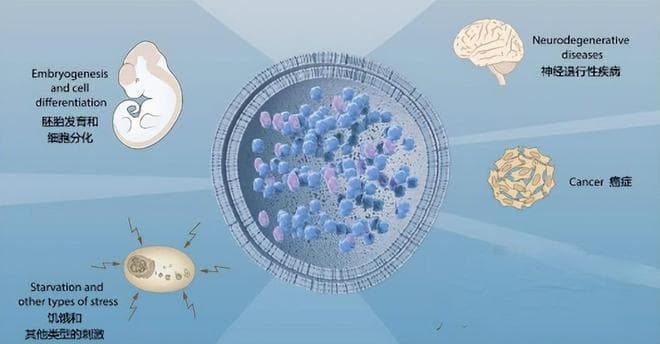 饿一饿，多活20年？科学家发现：饥饿时，细胞会自己“吃掉”自己