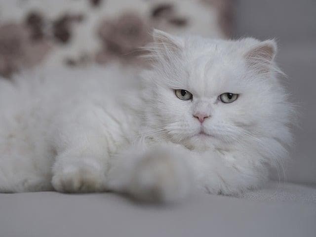 小猫掉毛严重是怎么回事？预防猫咪掉毛的小妙招