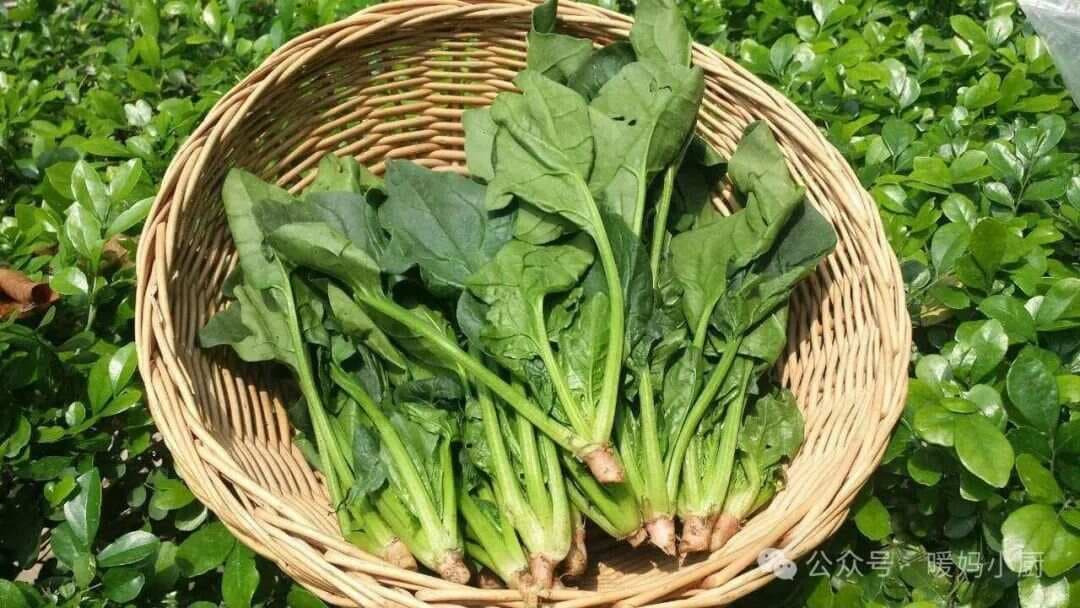 买菠菜时，切记“圆叶”和“尖叶”要分清！差别很大，别吃亏后才知道