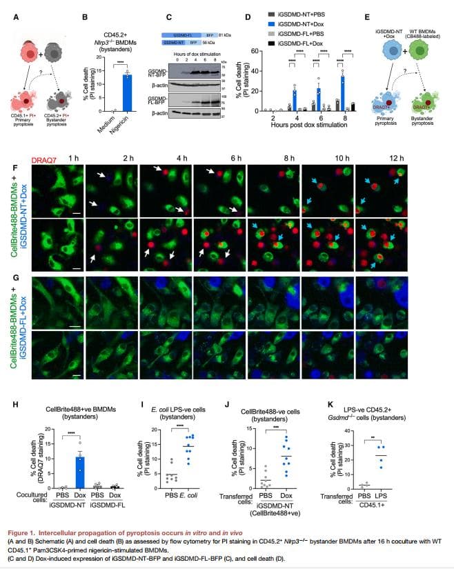 Cell、Nature揭秘细胞焦亡新机制：焦亡和外泌体顶流热点间的碰撞