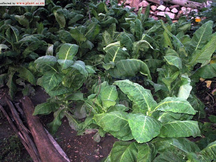 烟草Nicotiana tabacum Linn.：从工业原料到中药