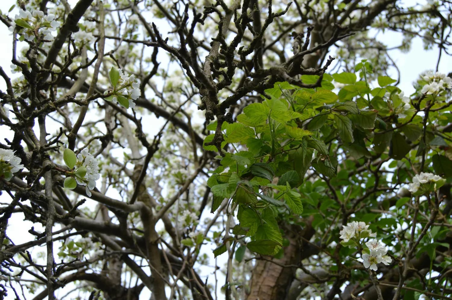 春日赏花新选择：核桃花与林芝桃花节