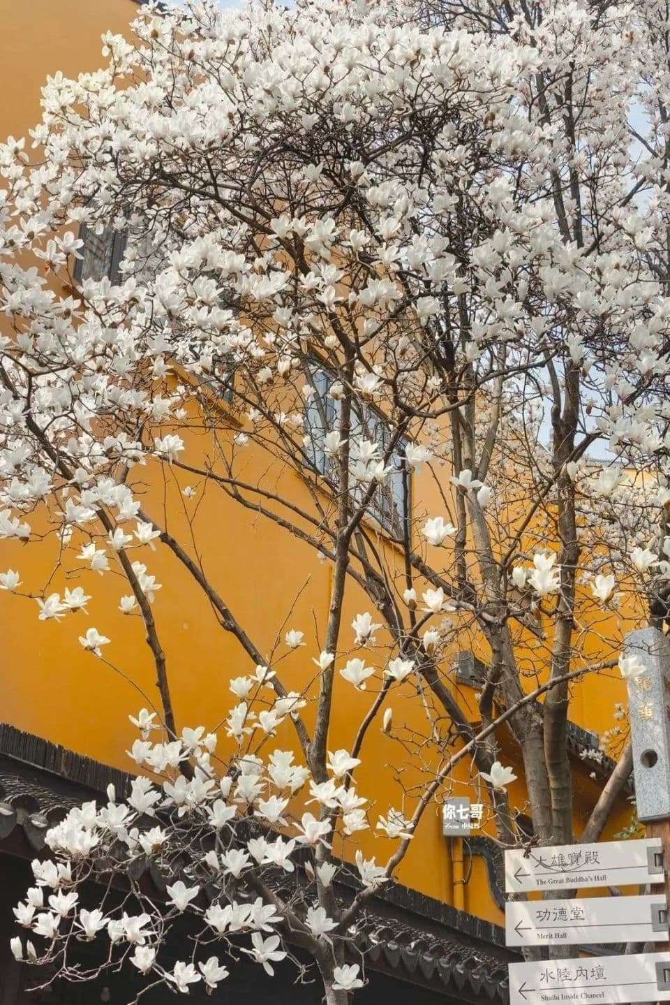 上海春日追花指南：十个超美赏花地，承包你的踏青朋友圈