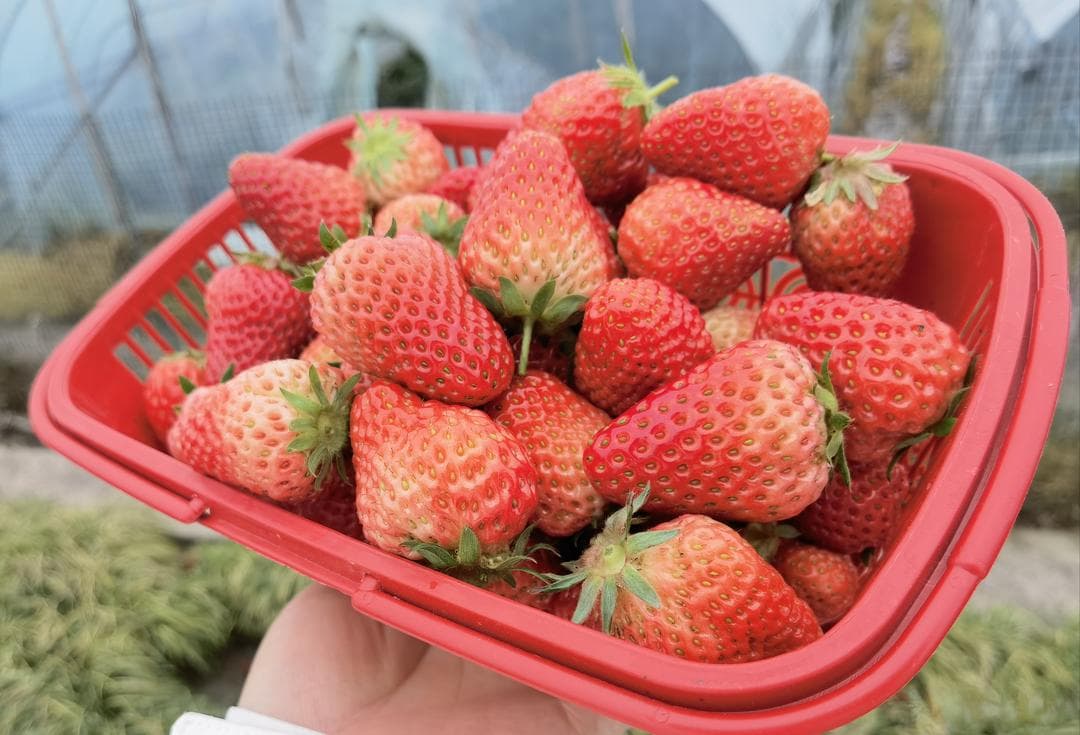 草莓怎么挑？掌握这 7 招，轻松选出甜美多汁的佳品