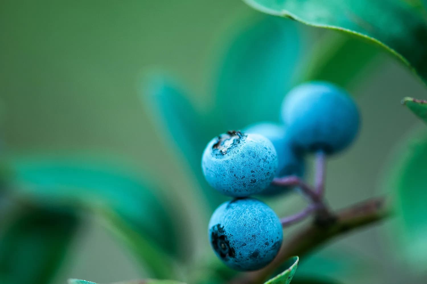 研究证实：蓝莓花青素能有效保护视力，缓解眼部疲劳
