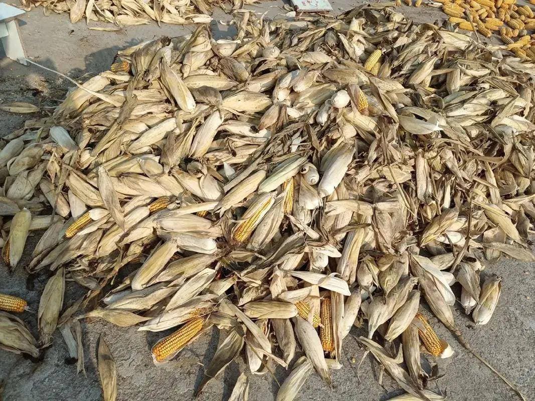 新玉米下来后，霉菌毒素中毒会增加吗？
