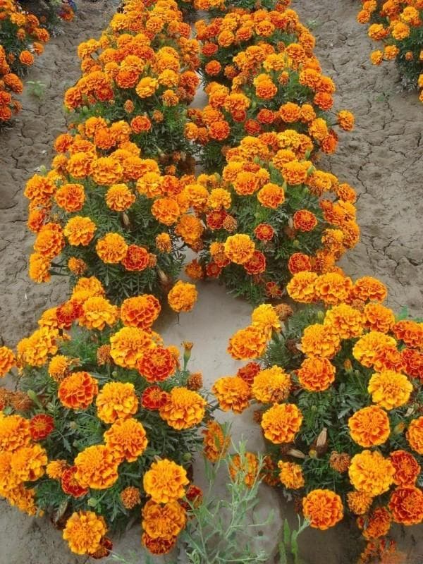 适合热带地区种植的花卉有哪些？