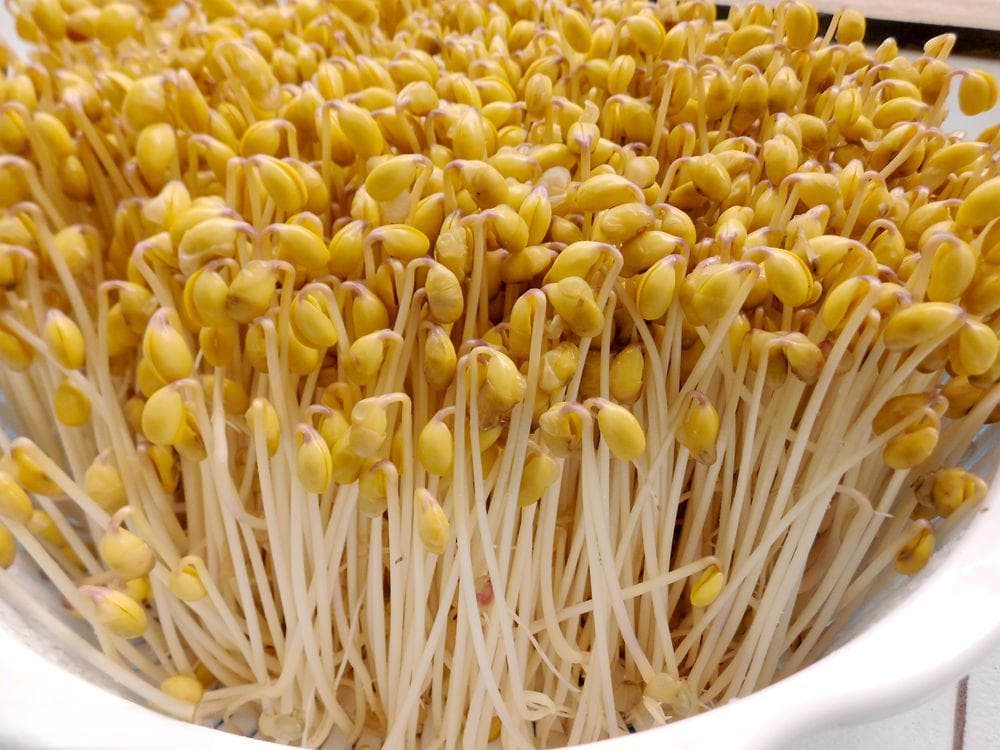 黄豆芽怎么生最快最好