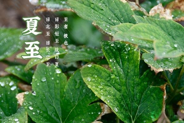 夏至是什么意思是入伏吗