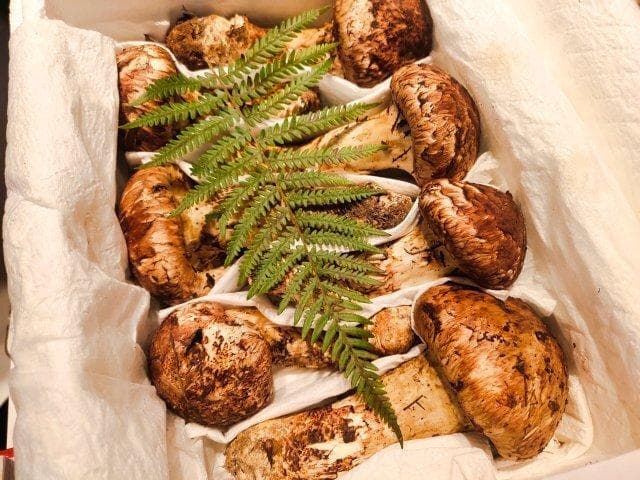 又是一年松茸季，迪庆开始探索“松茸+”
