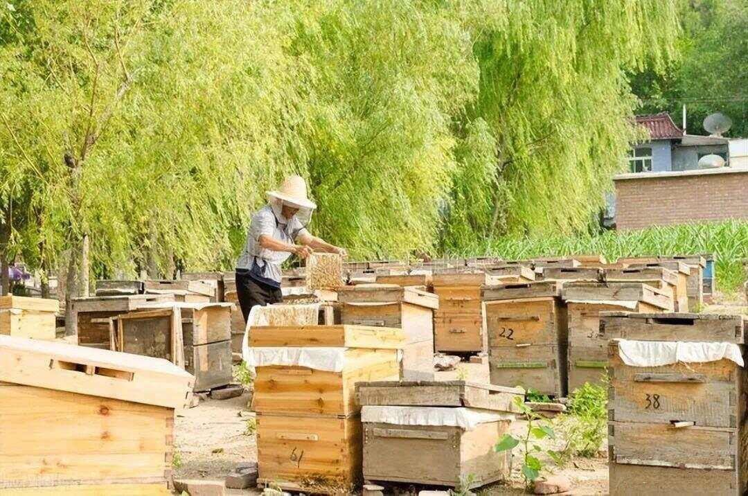 养蜂人必读：蜂群不接受新蜂王时的六大应对技巧