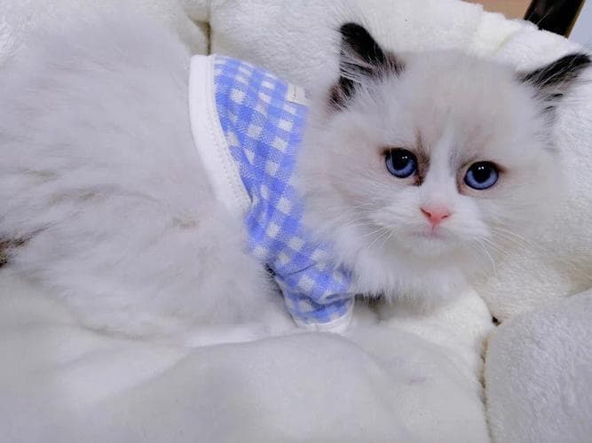 如何解决猫的行为问题