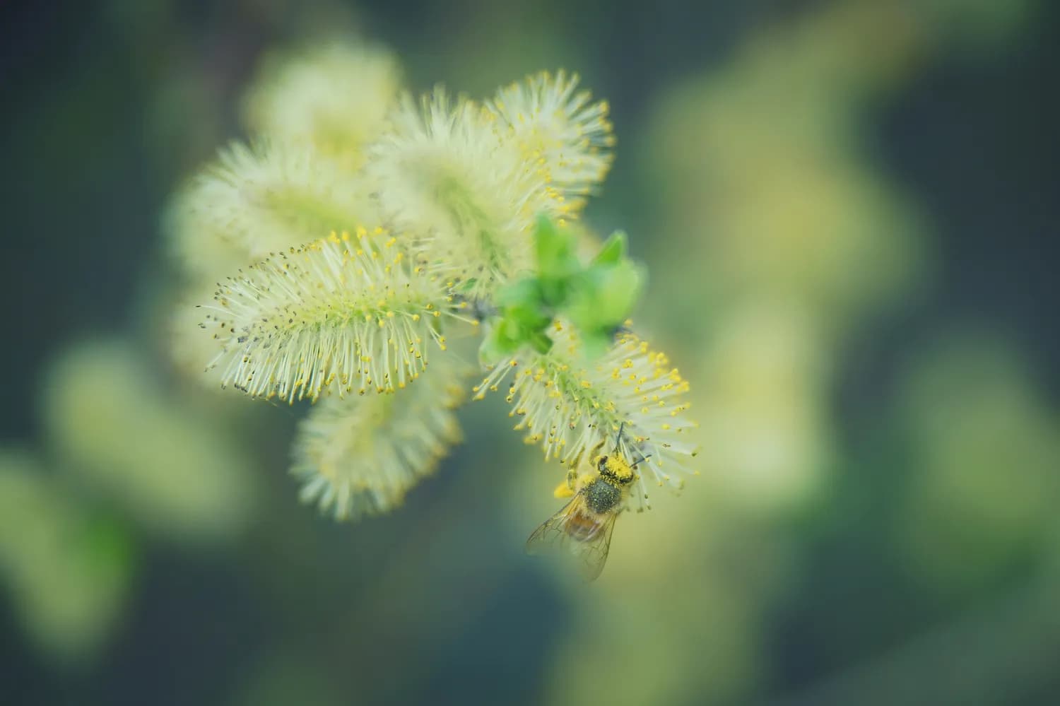 春季防花粉，教你科学应对频繁打喷嚏