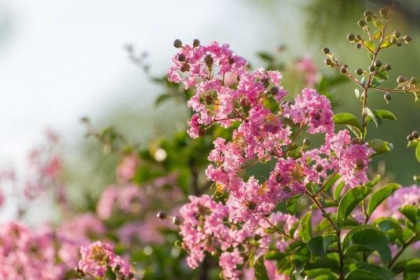 成都紫薇花季：从都江堰古树到青龙湖花海