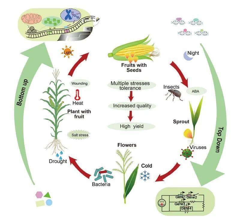 合成生物学和人工智能在作物改良中的应用