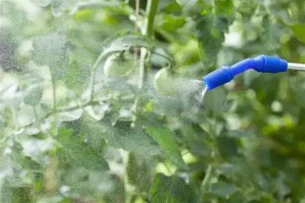 辛硫磷能不能叶面喷施？叶面喷施的持效期较短