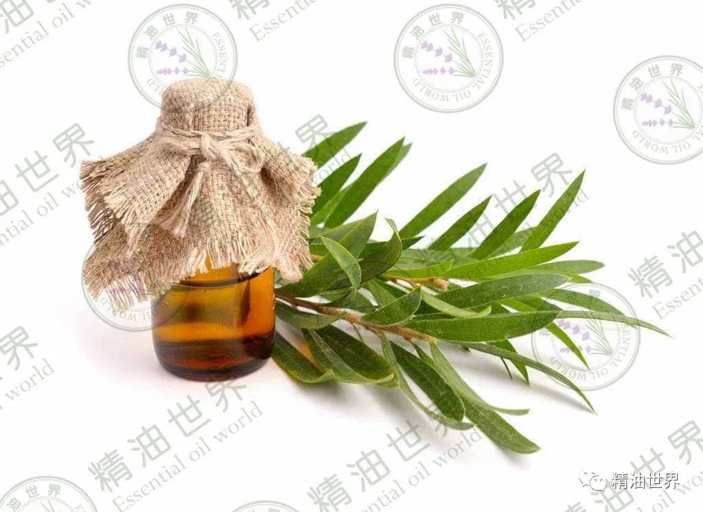 茶树精油不仅消炎、杀菌、祛痘，还可以这样用！