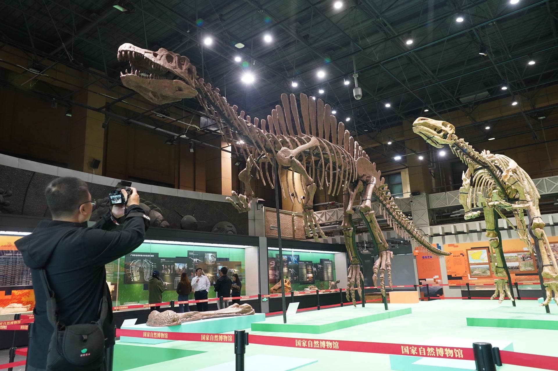 国家自然博物馆“桂地寻龙”特展：70余件珍贵化石揭秘广西远古生物世界