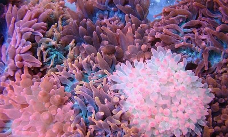 养好海葵其实不难