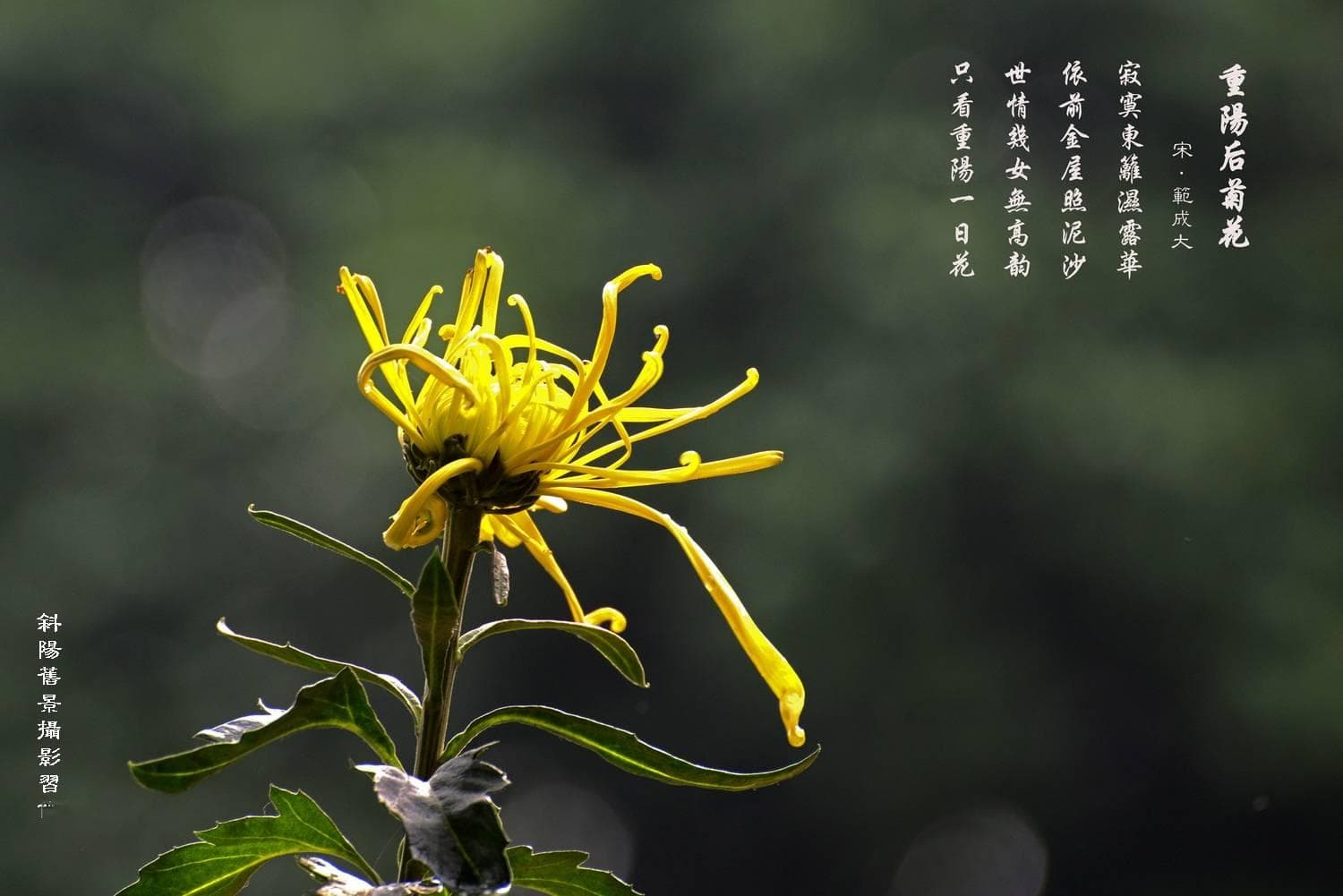 菊花的诗意世界：古代诗词中的菊花之美