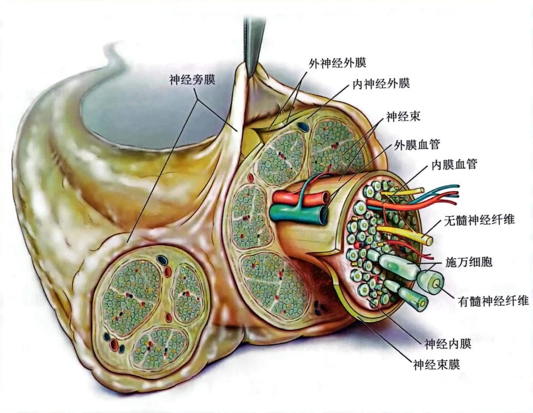 每天都打神经阻滞，局麻药到底是怎么作用于神经的？