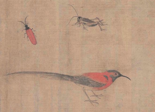 萤火虫如何飞入文学作品 | 读《人间小虫》
