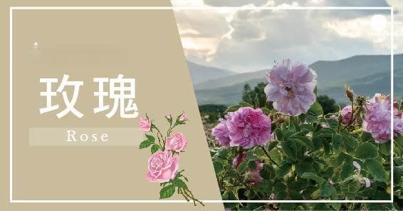 青春養顏！一篇搞懂大馬士革玫瑰精油功效與推薦用法