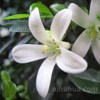 七里香花Murraya paniculata (L.) Jack.