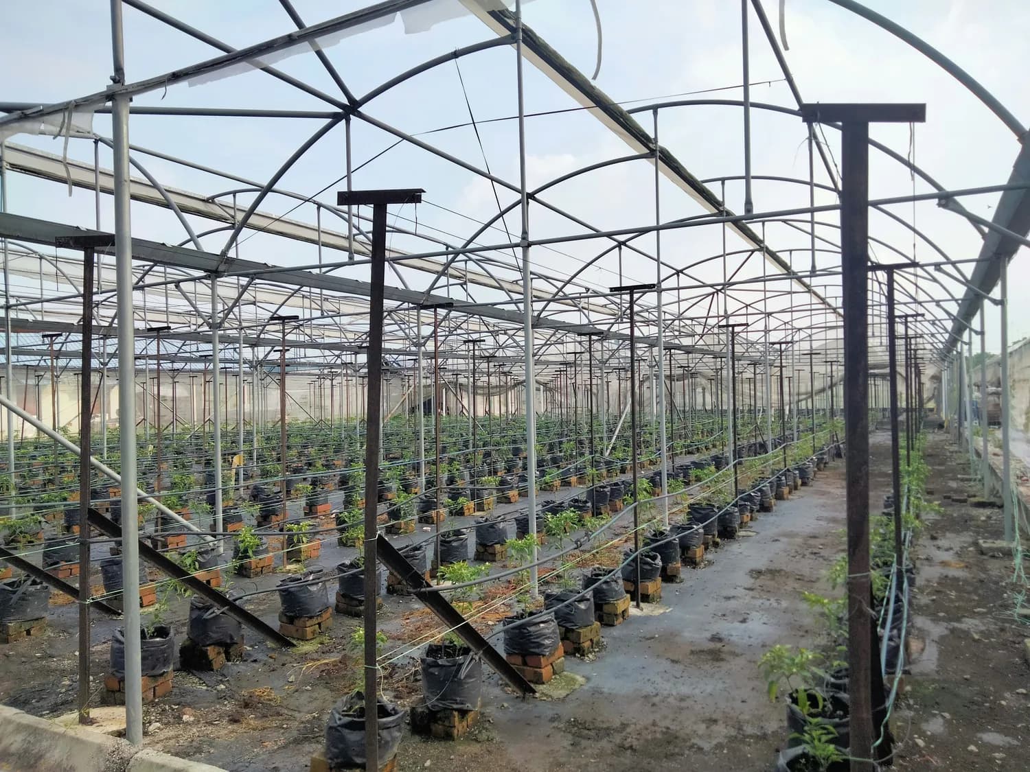 智能技术革新蓝莓种植，麻江县实现一年丰产产值翻四倍