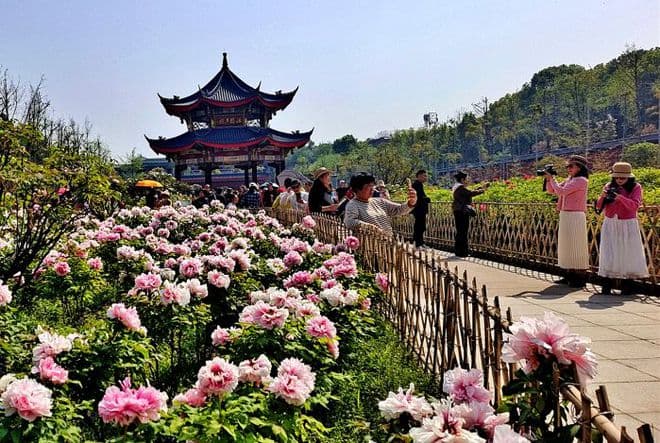 峨眉山大佛禅院“牡丹园”成假日旅游新亮点