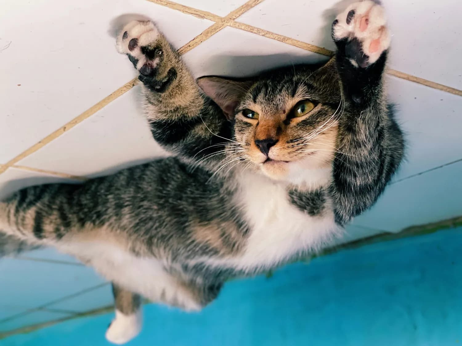 揭秘“空中旋转的小猫”：物理学与生物学的完美结合