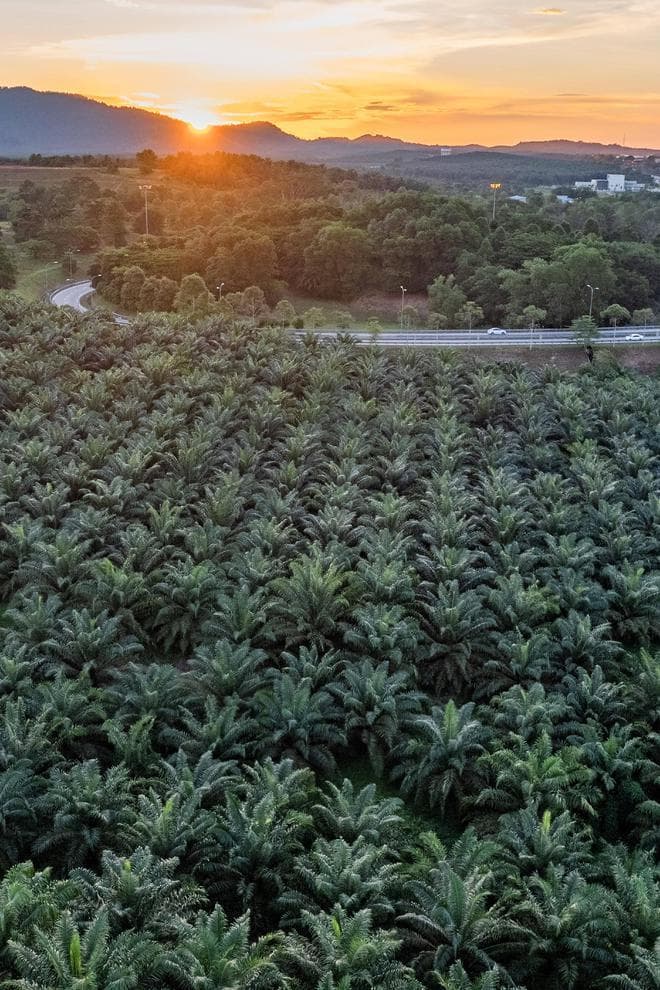 打卡马来西亚新山，体验“超野”的水果园露营，实现一天榴莲自由