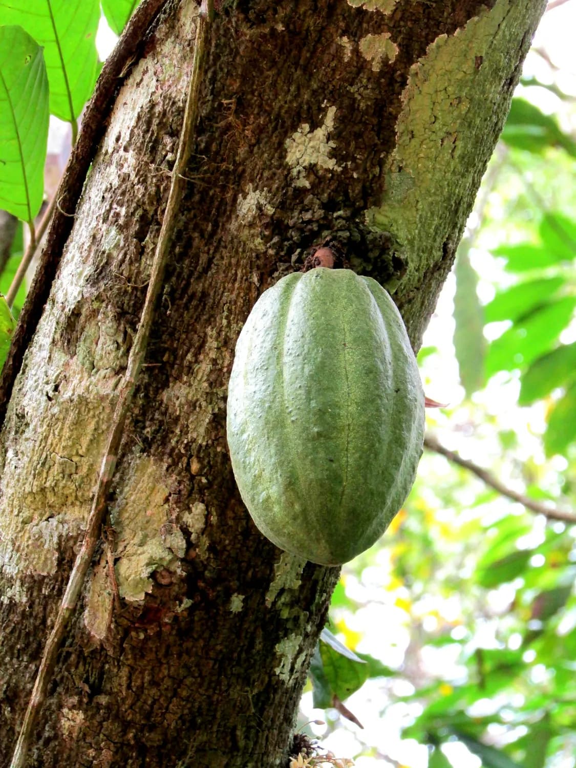 八月瓜种植技巧大揭秘：从选种到防虫