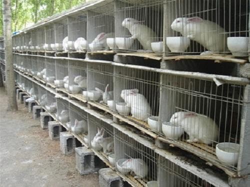 养殖兔子兔舍怎样建？
