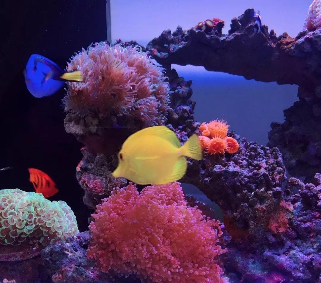 新手开海缸，活石讲解全步骤——鱼友必备