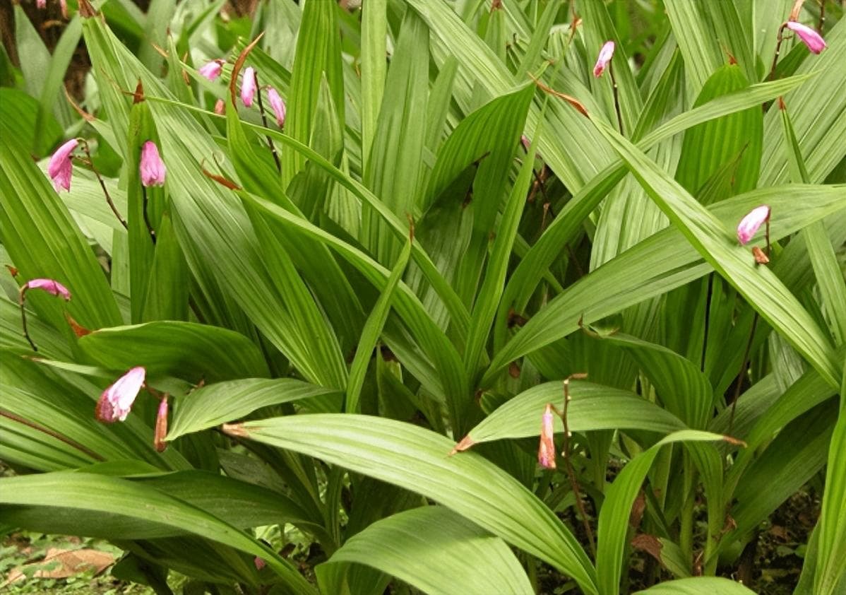 白芨种植指南：喜阴湿环境，春秋各施一次肥