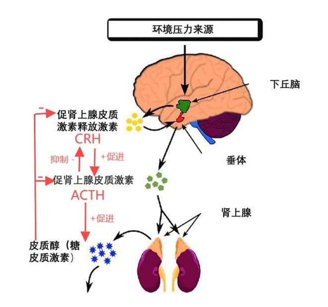 一文读懂库欣氏综合征