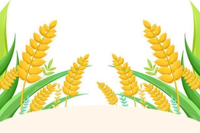 二十四节气“芒种”：节气特点与习俗全解析