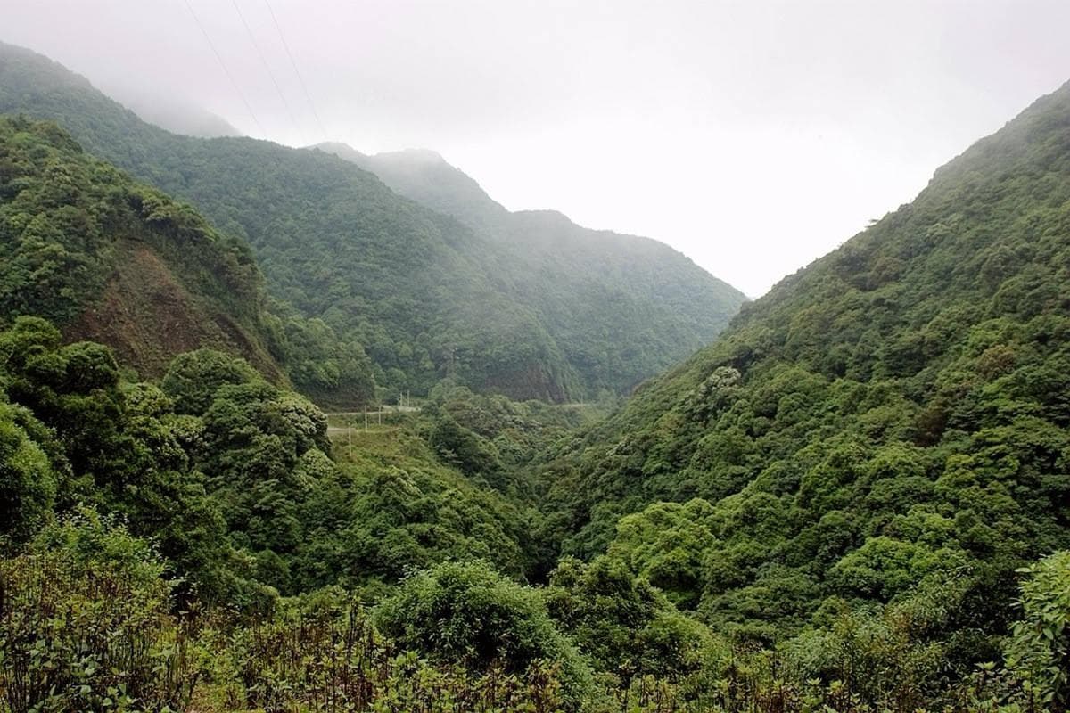 哀牢山发现大量珍稀野生动植物，生物基因库显神奇！为何如此神秘？
