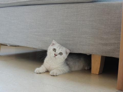银渐层猫掉毛严重怎么办？铲屎官必看攻略！