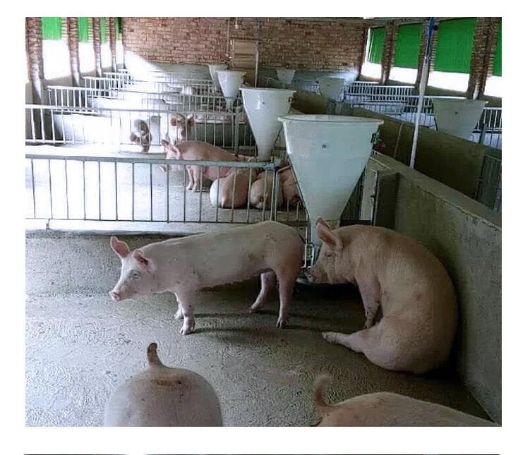 猪用料槽选购指南：不同类型料槽的特点与适用场景