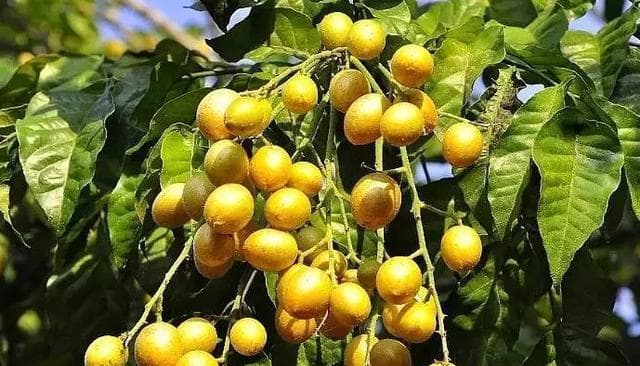 黄皮果的生长和收获时间（从花期到成熟期的生长过程及采收时机）