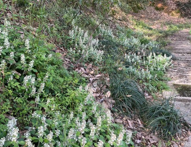 白毛夏枯草，又称地龙胆、筋骨草，有3大作用，农民朋友要了解！