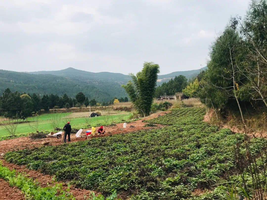 梓潼丹参种植面积超1.5万亩，创新模式助农增收