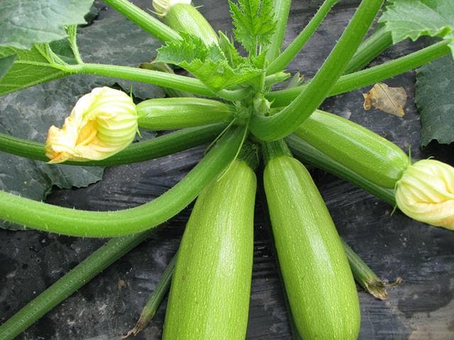 西葫芦的营养价值与功效：低热量、清热解毒，适合特殊人群食用
