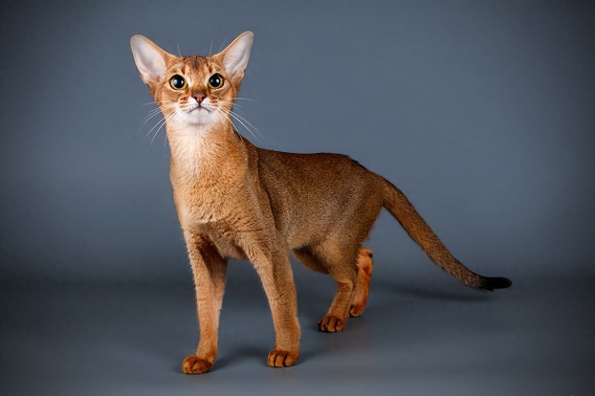 阿比西尼亚猫（Abyssinian）——一种十分活泼的猫咪品种