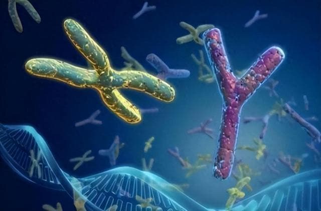 男性的时间不多了！科学家：Y染色体正在消失，未来男性将灭绝？