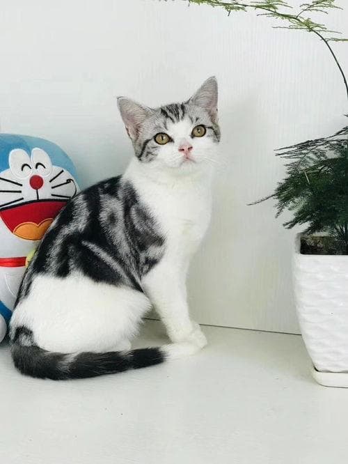 猫怎么看是纯种的（辨别猫的纯种与混种特征，识别纯种猫的方法）